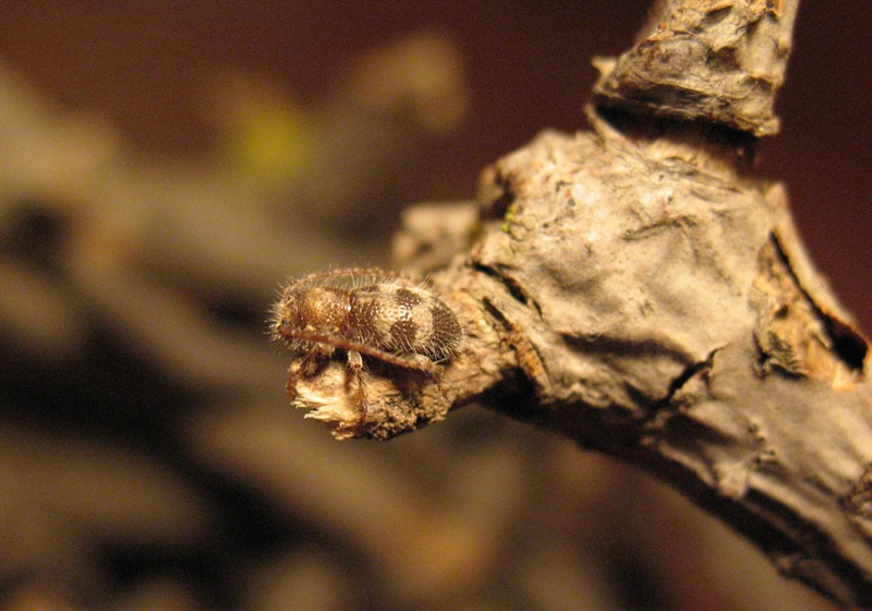 Parmena algirica (Col.Cerambycidae)